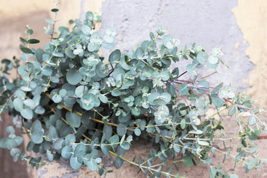 20 SILVER DROP EUCALYPTUS Gunnii Cider Gum Silver Blue Foliage Florist Tree Seeds